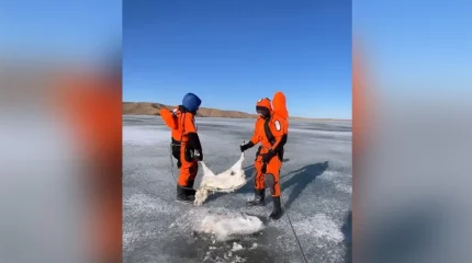 Бұралқы иттер талап тастаған: Ұлытау облысында 3 мыңнан астам киік қырылып қалды