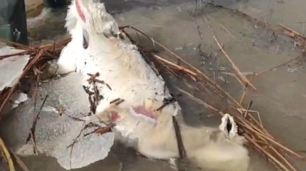 Падёж сайги в Карагандинской области: утилизированы 175 туш