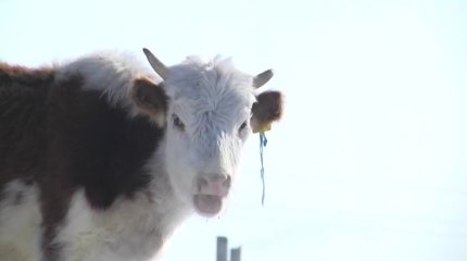 Ақтөбе облысында ірі қарадан «қарасан» жұқпалы ауруы табылды