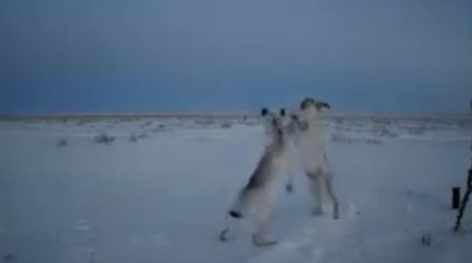 Заячий «бокс» попал на видео в Костанайской области