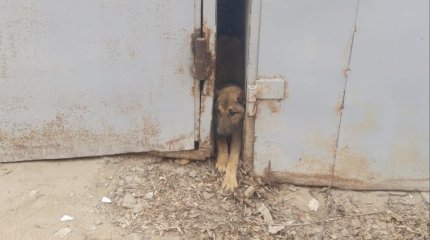 Необычную спасательную операцию провели в Кызылорде