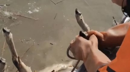 Более 500 погибших от голода сайгаков обнаружили в карагандинской реке