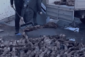 Копыта в фарш добавлял астанчанин в своем нелегальном цеху