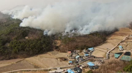 Бейіт басында рәсім жасаған: Оңтүстік Кореядағы ірі орман өртіне күдікті анықталды