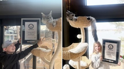 Найден домашний кот с рекордно длинным хвостом