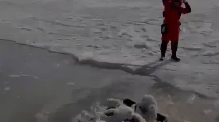 Кеңгір су қоймасының маңынан 70 шақты киіктің өлексесі жиналды