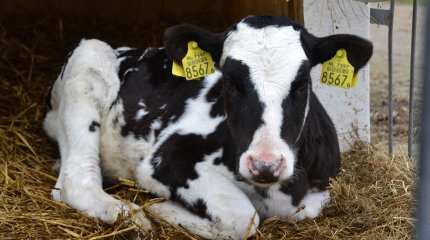 Субсидии на 12 млн тенге использовали не по назначению в ЗКО