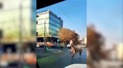 Бесхозная лошадь переполошила жителей Семея