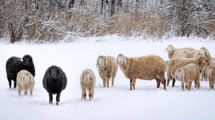 Мал қырылды