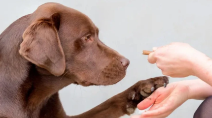 Чем люди похожи на лабрадоров? У нас общий ген переедания