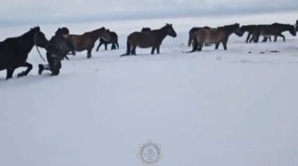 Ақтөбе облысында ТЖМ өкілдері жылқылар табынын құтқарды