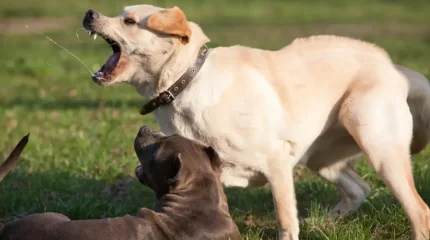 Жамбыл облысында қаңғыбас иттер 10 жастағы баланы талап тастады