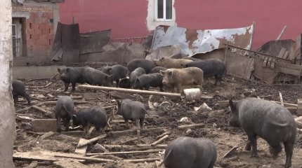 Алматыда ауыл тұрғындары шошқа асырайтын көршісіне наразы