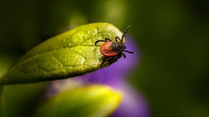 Клещевой энцефалит: Минздрав напомнил правила безопасности от укусов насекомых