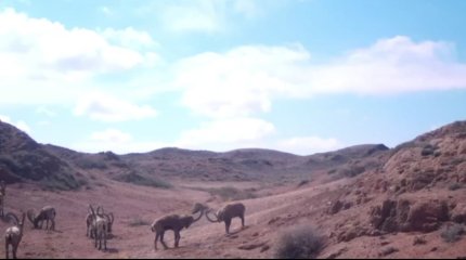 Борьбу сибирских горных козлов запечатлела фотоловушка в Шарынском нацпарке