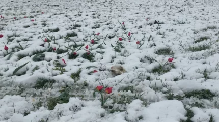 Батыс Қазақстанда жауған қар қызғалдақты басып қалды