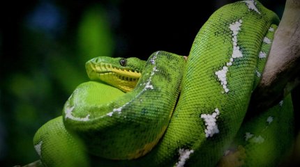 Сотрудник зоопарка погиб от укуса змеи