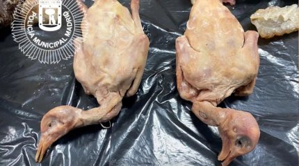 Мясо городских голубей выдавали за утку по-пекински в китайском ресторане