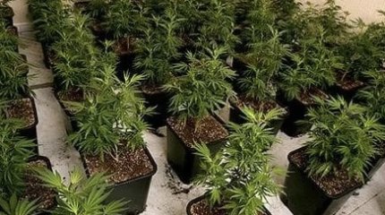 Сразу 10 фитолабораторий с марихуаной ликвидировали в ВКО