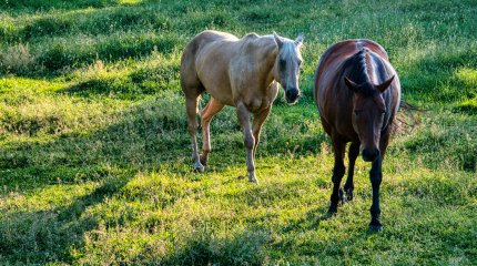 Почти миллион тенге выплатят жители ЗКО за выпас лошадей на чужом поле