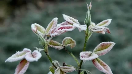 Түркияда қар жауып, үсік жүрді