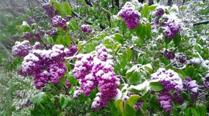 Заморозки и дожди с градом: какой будет погода на этой неделе