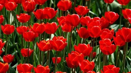 12 шоқ гүл үшін 12 млн теңге айыппұл салу дұрыс па? – министр жауабы