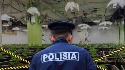 Алматыда марихуананың ірі партиясы тәркіленді