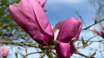 В Алматы зацвела магнолия и груша «Шантеклер»