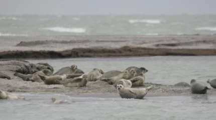 "Итбалықтар мен жағалаудағы қауымдастыққа қауіп төніп тұр": Ғалымдар Каспий теңізінің тартылатынын айтып дабыл қақты