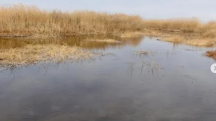 Жамбыл облысында қалталы кәсіпкер Шу өзенін бұрып алған