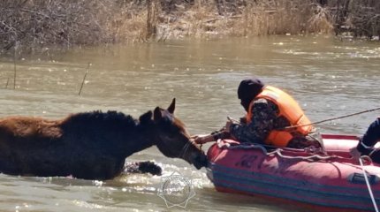 В области Абай сотрудники МЧС спасли жеребенка