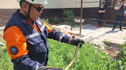 Рептилия заползла во двор жительницы Шымкента