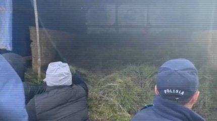 Бывших сотрудников "Семей орманы" подозревают в хищении саженцев сосны