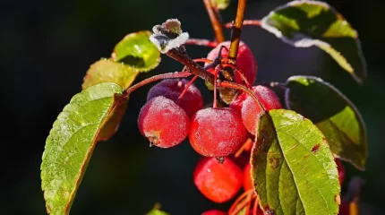 Түркияның кей өңірлерінде жеміс ағаштарының 60 пайызын үсік шалған