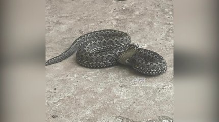 Ақтөбенің мөлтек ауданын жылан жайлады