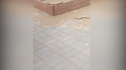 На нашествие змей пожаловались жители новостроек на окраине Актобе