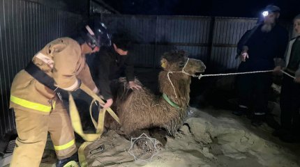 Спасти верблюжонка: спецоперацию развернули в Кызылординской области