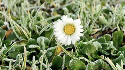 Заморозки ударят по северу и востоку Казахстана