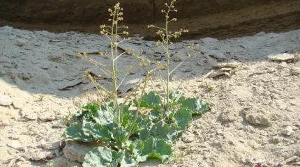 Маңғыстау облысында ерекше өсімдік табылды