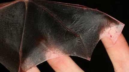 В схватку с «бетменом» пришлось вступить кызылординским спасателям