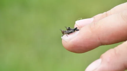 Оңтүстікте шегіртке қаптады: 1 мамырға дейін улап бітпесе, күрес зая кетеді