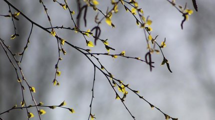 Похолодание прогнозируют синоптики в ближайшие дни в Казахстане