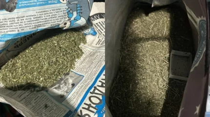 ШҚО тұрғыны есірткіні заңсыз өсірді деген күдікпен ұсталды