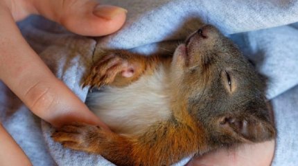 Белки падают с деревьев из-за засухи в Германии