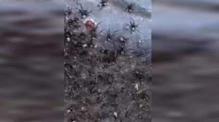 Атырау облысында қарақұрт қаптап барады