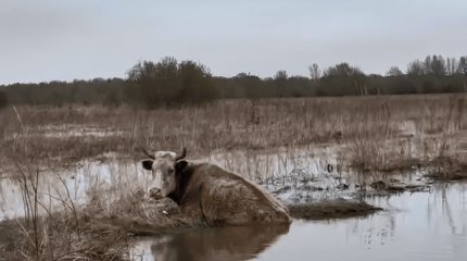 Тонущую корову пришлось спасать сотрудникам МЧС в Павлодаре