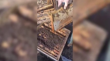 Пчеловоду выплатили 28 млн тенге компенсации за погибших во время паводков пчёл