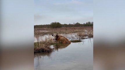 Павлодарские спасатели спасли тонущую корову