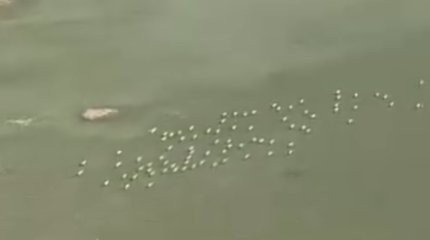 Сайгаков «пересчитали» с воздуха в Казахстане